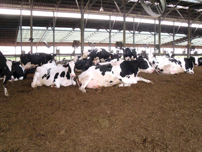 Nutriservice stalla