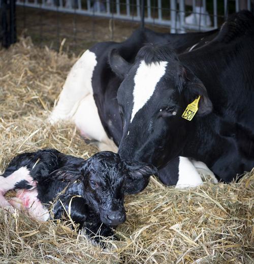 Calf born
